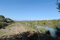 Der Naturpark Albufera auf Mallorca - Der Kanal Sol. Klicken, um das Bild zu vergrößern.