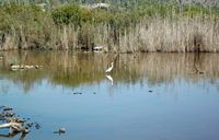 O parque natural de S'Albufera em Maiorca - Garça-branca-pequena (Egretta garzetta). Clicar para ampliar a imagem.