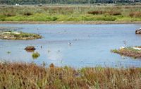 The Albufera Natural Park is in Mallorca - Knights barkers (Tringa nebularia). Click to enlarge the image.