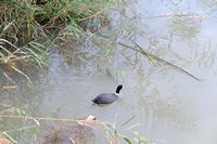 The Albufera Natural Park is in Mallorca - Red-knobbed Coot (Fulica cristata). Click to enlarge the image.
