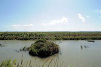 The Albufera Natural Park is in Mallorca - The channel of the Siurana. Click to enlarge the image.