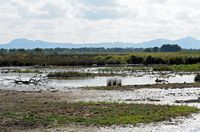 The Albufera Natural Park is in Mallorca - Mallard. Click to enlarge the image.