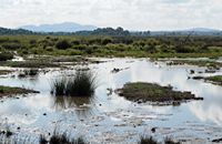 The Albufera Natural Park is in Mallorca - Mallard. Click to enlarge the image.