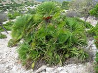 Le Parc Naturel du Levant à Majorque. Palmier nain (auteur Olaf Tausch). Cliquer pour agrandir l'image.