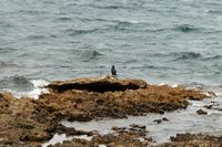 Le Parc Naturel du Levant à Majorque. Grand cormoran à Colònia de Sant Pere. Cliquer pour agrandir l'image.