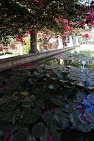 The area of the Cathedral of Palma - Water lilies in the garden of the palace. Click to enlarge the image.