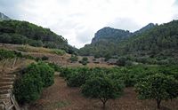 Les jardins d'Alfàbia à Majorque. Orangeraie de la finca d'Alfàbia. Cliquer pour agrandir l'image.