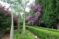 Os jardins de Alfàbia em Maiorca - Jardins de Alfàbia. Clicar para ampliar a imagem.