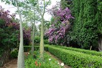 I giardini dell'Alfàbia a Maiorca - Giardini di Alfàbia. Clicca per ingrandire l'immagine.