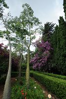 Os jardins de Alfàbia em Maiorca - Jardins de Alfàbia. Clicar para ampliar a imagem.