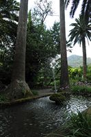 De tuinen van Alfàbia in Majorca - Palmen aan de tuinen van Alfàbia. Klikken om het beeld te vergroten.