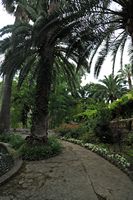 Los jardines de Alfàbia en Mallorca - Palmeras en los Jardines de Alfàbia. Haga clic para ampliar la imagen.