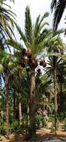 I giardini dell'Alfàbia a Maiorca - Palme ai giardini di Alfàbia. Clicca per ingrandire l'immagine.