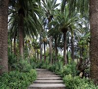 Les jardins d'Alfàbia à Majorque. Palmiers aux jardins d'Alfàbia. Cliquer pour agrandir l'image.