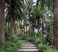 The Alfàbia gardens in Mallorca - the Palm Gardens Alfàbia. Click to enlarge the image.