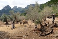 The gardens Alfàbia Mallorca - Goats of Alfàbia area. Click to enlarge the image.