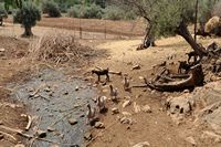 Les jardins d'Alfàbia à Majorque. Chèvres du domaine d'Alfàbia. Cliquer pour agrandir l'image.