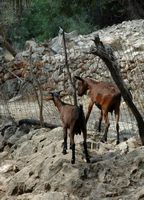 I giardini dell'Alfàbia a Maiorca - Capre della tenuta dell'Alfàbia. Clicca per ingrandire l'immagine.