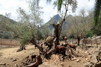 Jardines de Alfàbia Mallorca - Las cabras del Dominio de Alfàbia. Haga clic para ampliar la imagen.