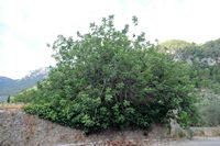 Les jardins d'Alfàbia à Majorque. Caroubier près du domaine d'Alfàbia. Cliquer pour agrandir l'image.