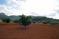 La ciudad de Bunyola en Mallorca - Vergel de algarrobos. Haga clic para ampliar la imagen.