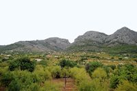La ciudad de Bunyola en Mallorca - Cultivos en Bunyola. Haga clic para ampliar la imagen.