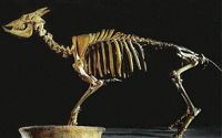 Campanet caves in Mallorca - Skeleton Myotragus balearicus (author Juankar). Click to enlarge the image.