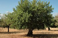 Carruba a Esporles. Clicca per ingrandire l'immagine.