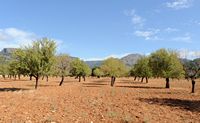 Almond orchard in Esporles. Click to enlarge the image.