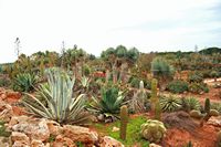A cidade de Ses Salines em Maiorca - O jardim botânico Botanicactus (autor Frank Vincentz). Clicar para ampliar a imagem.