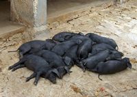 La finca Els Calderers de Sant Joan à Majorque. Cochons noirs. Cliquer pour agrandir l'image.