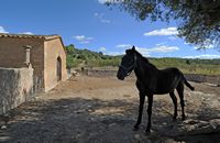 The Finca Els Calderers Sant Joan Mallorca - Horse. Click to enlarge the image.