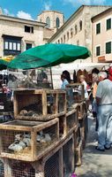 De stad Sineu in Majorca - de markt (auteur Lettkow). Klikken om het beeld te vergroten.
