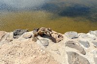 La flora y la fauna de Fuerteventura. la Berbería Ardilla Salinas del Carmen. Haga clic para ampliar la imagen en Adobe Stock (nueva pestaña).