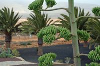 La flora y la fauna de Fuerteventura. sisal Agave (Agave sisalana) en Antigua. Haga clic para ampliar la imagen en Adobe Stock (nueva pestaña).