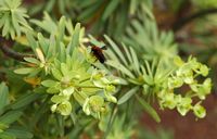 A flora e a fauna de Fuerteventura. Andrena haemorrhoa sobre leiterena balsâmica, Antigua Cactus Garden. Clicar para ampliar a imagem em Adobe Stock (novo guia).