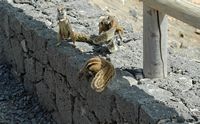 La flora e la fauna di Fuerteventura. Barberia scoiattolo (Atlantoxerus getulus) in Betancuria. Clicca per ingrandire l'immagine in Adobe Stock (nuova unghia).