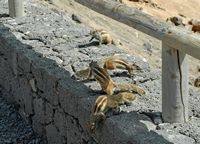 La flora y la fauna de Fuerteventura. Barbary ardilla (Atlantoxerus getulus) en Betancuria. Haga clic para ampliar la imagen en Adobe Stock (nueva pestaña).