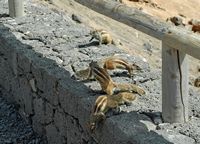 Die Flora und Fauna von Fuerteventura. Berberhörnchen (Atlantoxerus getulus) in Betancuria. Klicken, um das Bild in Adobe Stock zu vergrößern (neue Nagelritze).