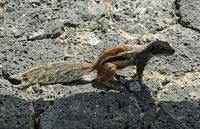 A flora e a fauna de Fuerteventura. Esquilo de Barbária (Atlantoxerus getulus) em Betancuria. Clicar para ampliar a imagem em Adobe Stock (novo guia).