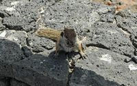 The flora and fauna of Fuerteventura. Barbary Squirrel (Atlantoxerus getulus) in Betancuria. Click to enlarge the image in Adobe Stock (new tab).