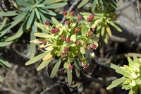 De flora en fauna van Fuerteventura. Balsamifer wolfsmelk (Euphorbia balsamifera) in Lobos. Klikken om het beeld te vergroten in Adobe Stock (nieuwe tab).