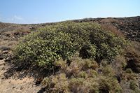 La flore et la faune de Fuerteventura. Euphorbe balsamifère (Euphorbia balsamifera) à Lobos. Cliquer pour agrandir l'image dans Adobe Stock (nouvel onglet).