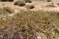 La flora y la fauna de Fuerteventura. Traganum Moquin (Traganum moquinii). Haga clic para ampliar la imagen en Adobe Stock (nueva pestaña).