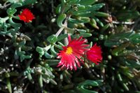 La flore et la faune de l'île de Lanzarote. Malephora crocea au musée agricole El Patio à Tiagua. Cliquer pour agrandir l'image dans Adobe Stock (nouvel onglet).