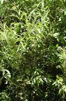 Die Flora und Fauna der Insel Teneriffa. Kanarische Weide, Salix canariensis, Teide-Nationalpark. Klicken, um das Bild in Adobe Stock zu vergrößern (neue Nagelritze).