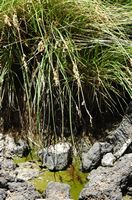 De flora en fauna van het eiland Tenerife. Pluimzegge, Carex paniculata, nationaal park van de Teide. Klikken om het beeld te vergroten in Adobe Stock (nieuwe tab).