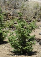 A flora e a fauna da ilha de Tenerife. Cedro-das-canárias (Juniperus cedrus), Parque Nacional do Teide. Clicar para ampliar a imagem em Adobe Stock (novo guia).