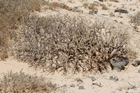 Het eiland van Los Lobos in Fuerteventura. Balsamifer wolfsmelk (Euphorbia balsamifera) Klikken om het beeld te vergroten in Adobe Stock (nieuwe tab).