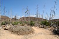 Die Insel Lobos in Fuerteventura. Agave Sisal (Agave sisalana). Klicken, um das Bild in Adobe Stock zu vergrößern (neue Nagelritze).